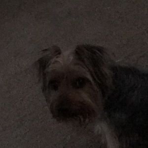 Meet your Posher, Johnnie